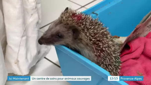 À Buoux, dans le Vaucluse, découverte d'un centre de soins pour animaux sauvage