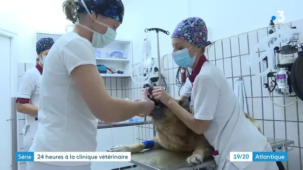 Série "Coulisses d'une clinique vétérinaire à La Rochelle" (n°3) : assistante vétérinaire