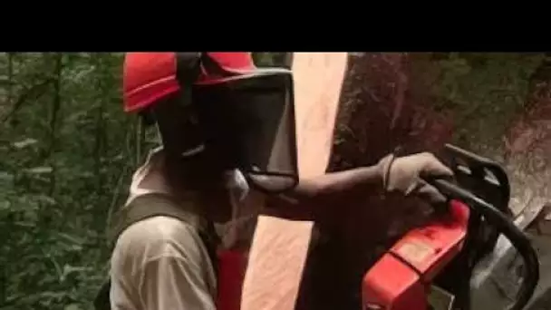 Les arbres centenaires du Gabon finissent en contreplaqués pour nos meubles