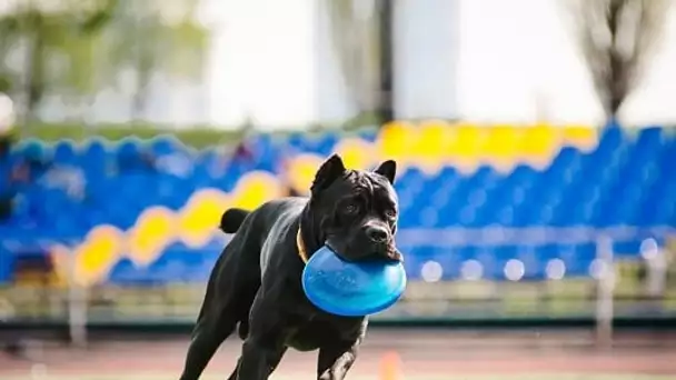 Dog Fest, un festival anglais dédié aux chiens !