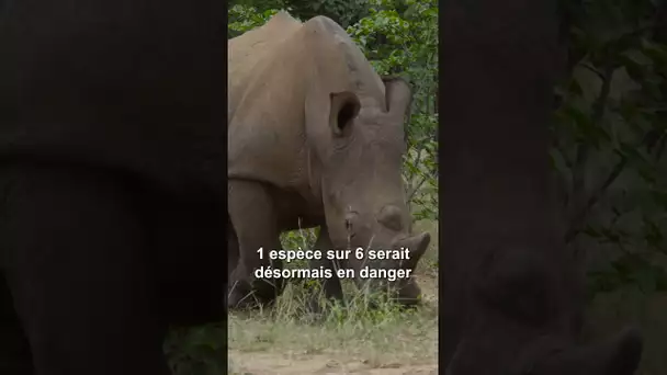 La planète se dirige-t-elle vers une extinction de masse ?
