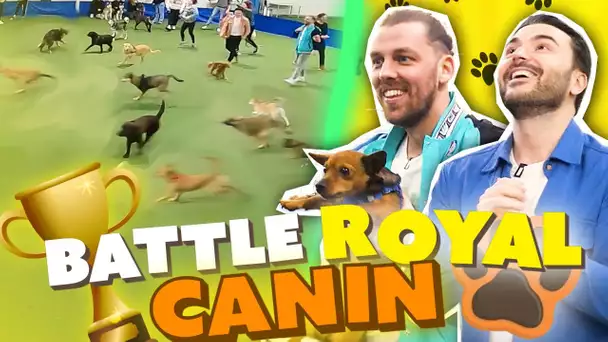 Battle Royale de Chiens (30 chiens s'affrontent)