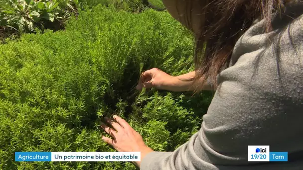 Une ferme labellisée bio et équitable dans le Tarn