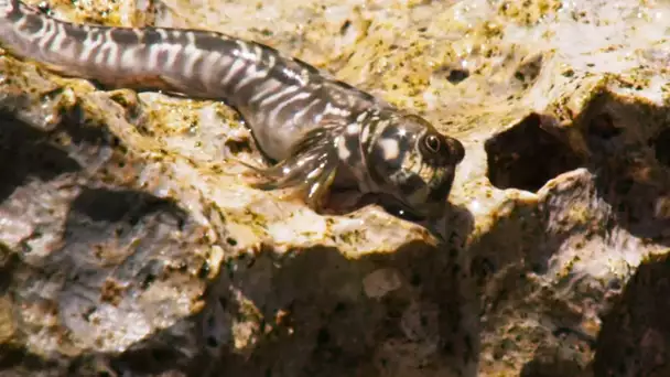 Le poisson qui avait peur de l&#039;eau - ZAPPING SAUVAGE