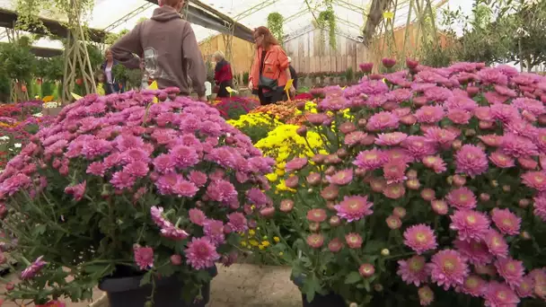 Hérault : le chrysanthème, star des cimetière à la Toussaint