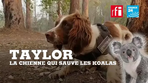 Taylor, la chienne qui sauve les koalas blessés