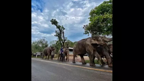 Les éléphants thaïlandais se retrouvent sans ‘travail’ en raison du coronavirus et peuvent ........