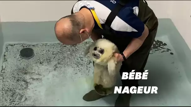 Ce bébé phoque qui prend son bain va vous faire fondre