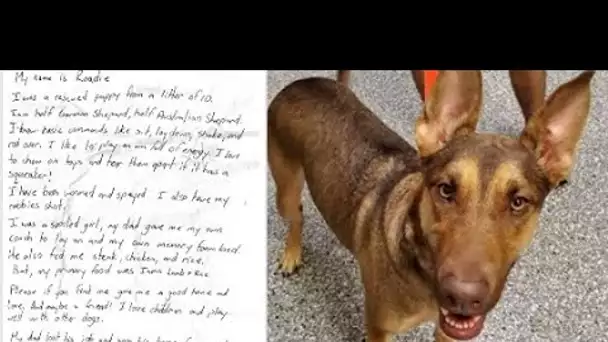 Le chien abandonné et attaché avec une note déchirante sur son collier, le refuge partage le message