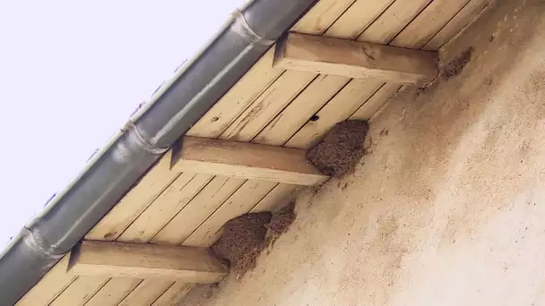 Un chantier bloqué à Bergerac par la présence de nids d'hirondelles