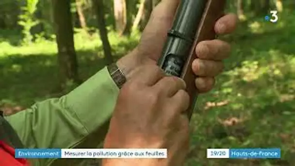 Le tir foliaire pour mesurer la pollution grâce aux feuilles en forêt de Mormal