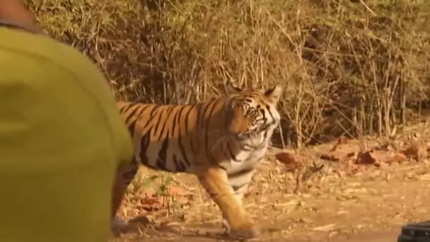 A la découverte du tigre du Bengale