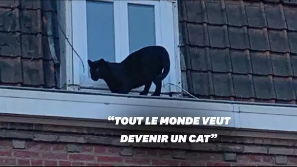 Une panthère noire délogée du toit d'un immeuble à Armentières dans le Nord