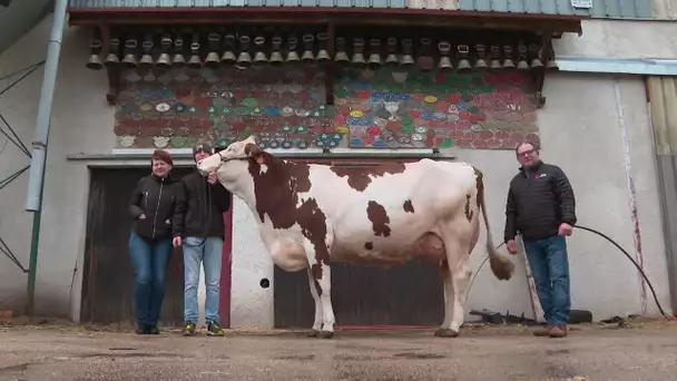 Dimanche au Salon de l'Agriculture : Le concours des Montbéliardes et le trophée inter-races équins