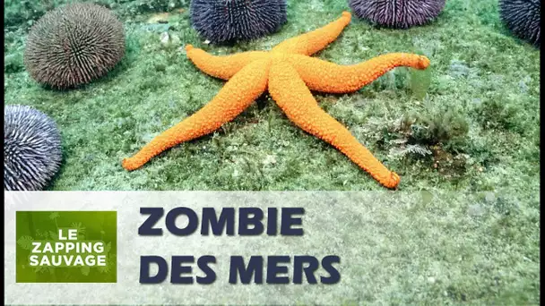 L&#039;incroyable étoile de mer zombie - ZAPPING SAUVAGE 23