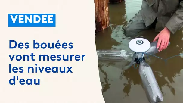 Vendée : dans le marais poitevin, des bouées vont mesurer au centimètre près les niveaux d'eau