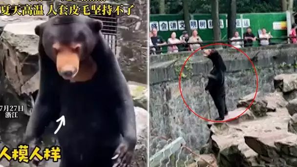 Vrai ours ou un humain déguisé? Mis en cause par les internautes, un zoo chinois se défend