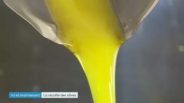 Vallée des Mées : la récolte de l'huile d'olive a commencé