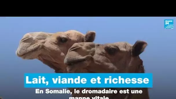 Lait, viande et richesse : en Somalie, le dromadaire est une manne vitale • FRANCE 24