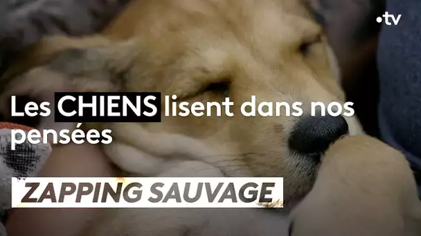 Les chiens lisent dans nos pensées - ZAPPING SAUVAGE