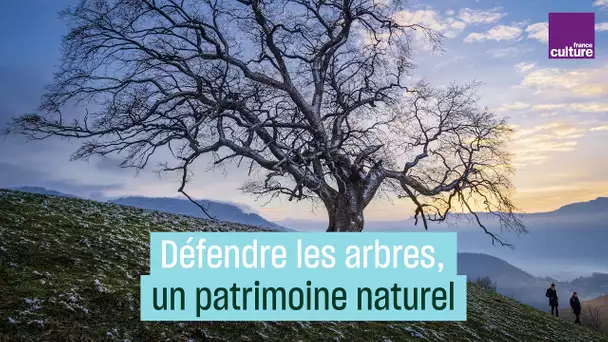 Défendre les arbres, un patrimoine naturel avec Alain Baraton