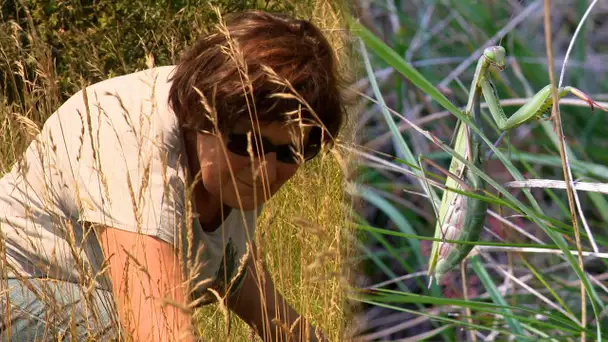 VIDEO. Comment Agnès traque insectes et plantes pour la science en Franche-Comté