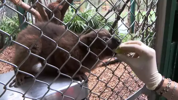 Zoo : le grand Hapalémur