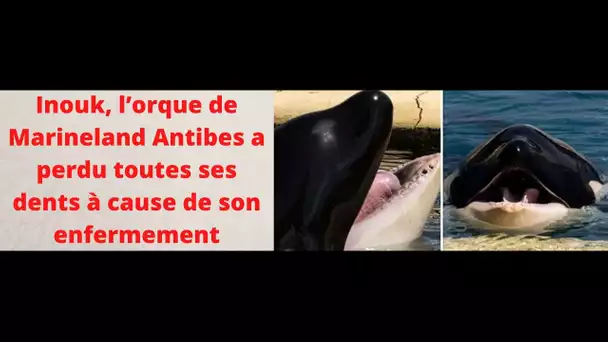 Inouk, l’orque de Marineland Antibes a perdu toutes ses dents à cause de son enfermement