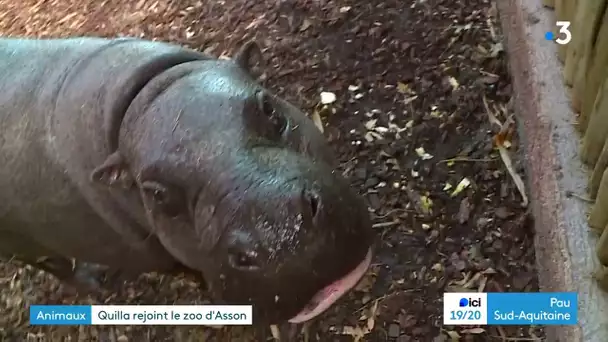 Zoo d'Asson : transfert d'un hippopotame pygmée d'Anjou
