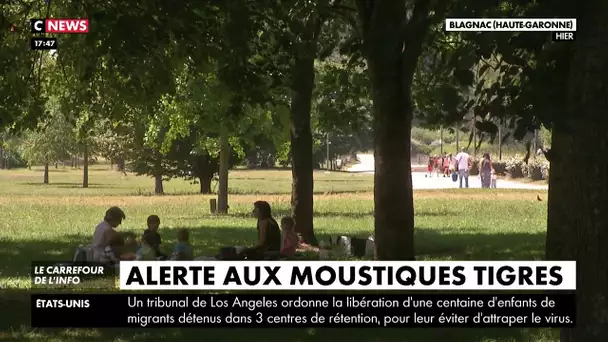 Occitanie : alerte aux moustiques tigres