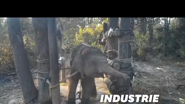 Le cruel dressage des "éléphants à touristes" dévoilé dans une vidéo