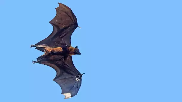 Renard volant : la plus grosse chauve-souris du monde - ZAPPING SAUVAGE