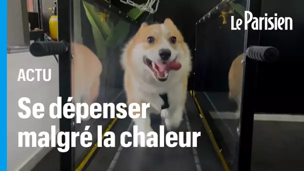 Une salle de sport climatisée pour chiens pour faire face aux fortes chaleurs