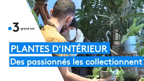 Les plantes d'intérieur, la nouvelle tendance du moment