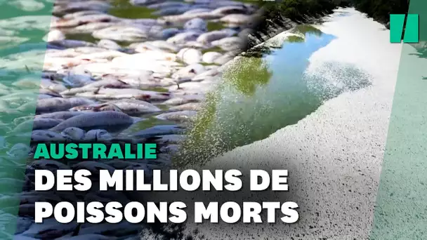 En Australie, des millions de poissons morts bouchent la rivière Darling
