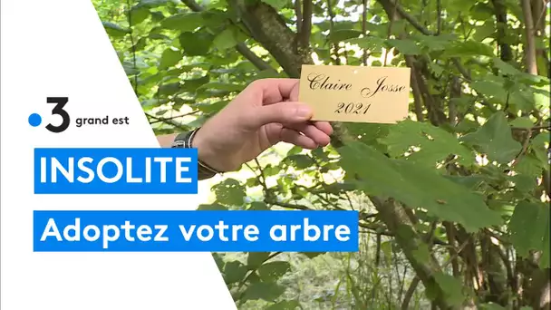 Adoptez votre arbre sur la colline de Sion