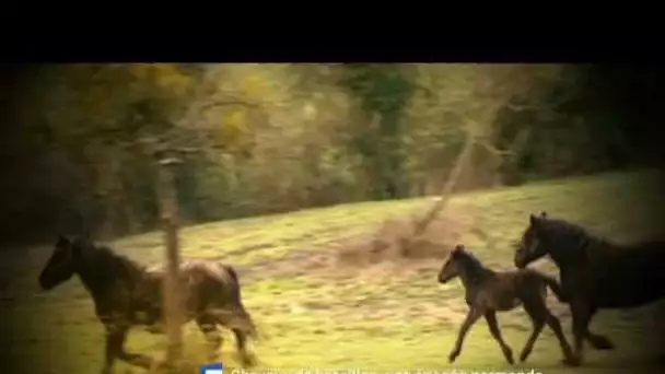 Soirée hippique : l&#039;Ouest en selle et Chevaux de bataille