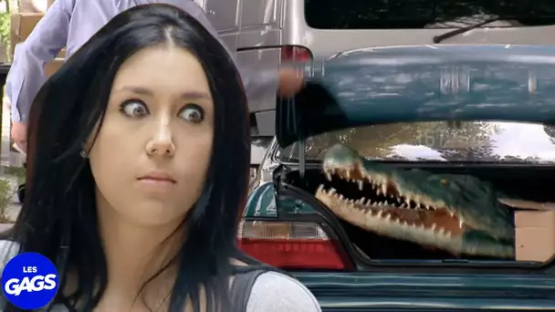 Elle n'a pas peur des animaux | Juste Pour Rire Les Gags