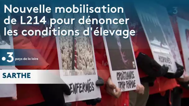 Nouvelle mobilisation de L214 pour dénoncer les conditions d'élevage des poulets vendus par LDC