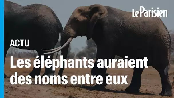 New publication of leparisien