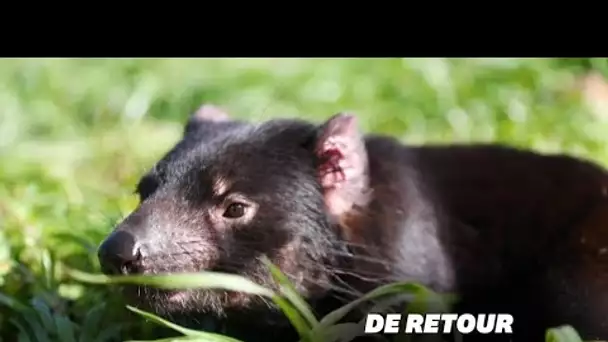 Le diable de Tasmanie de retour en Australie 3000 ans après