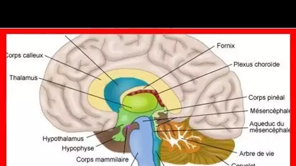 Xanax, Lexomil, Lysanxia, Valium, lorazépam, Myolastan, ces médicaments qui rétrécissent le cerveau