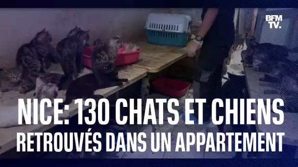 130 chats et chiens découverts dans un appartement à Nice
