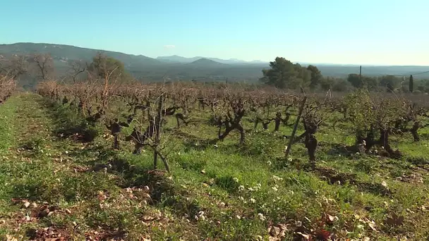 Dans le Var, l'homme le plus riche du monde sur le point d'étendre son empire viticole