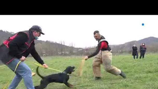 Sud-Aveyron : « Mon toutou a un taf » ou comment découvrir tous les métiers du chien