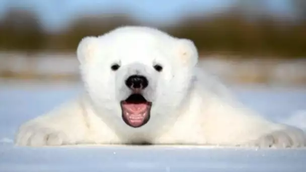 Premiers pas d&#039;un bébé ours polaire - ZAPPING SAUVAGE
