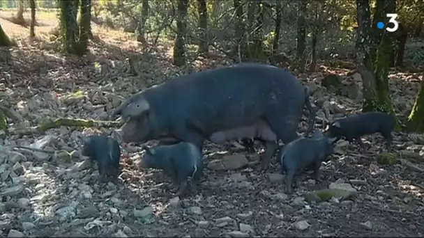 Tarn craintes face a la peste porcine