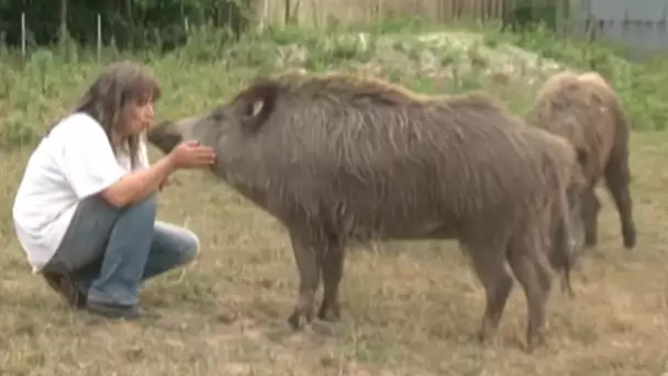 Elle vit avec… des sangliers !