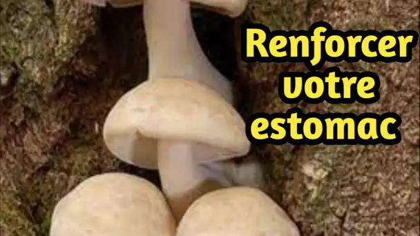 "Renforcez votre estomac avec le pouvoir d'un champignon 🍄"