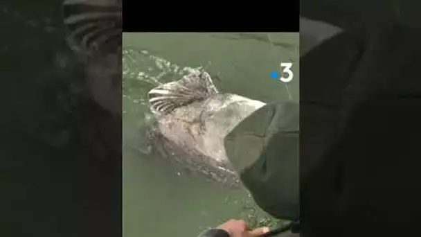 "Les dents de la mare", à la découverte du silure, le plus gros poisson d'eau douce au monde